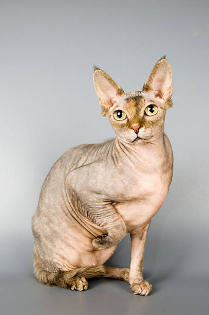 istock Cat of breed the Canadian sphynx 89150370