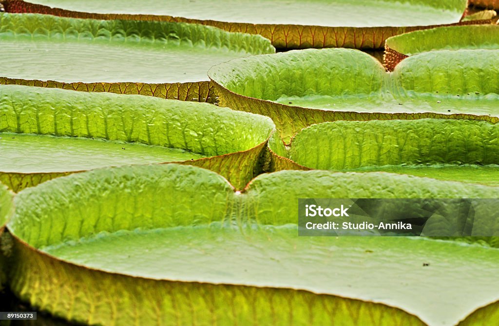 코아윌라 regia 잎 - 로열티 프리 빅토리아 주 스톡 사진
