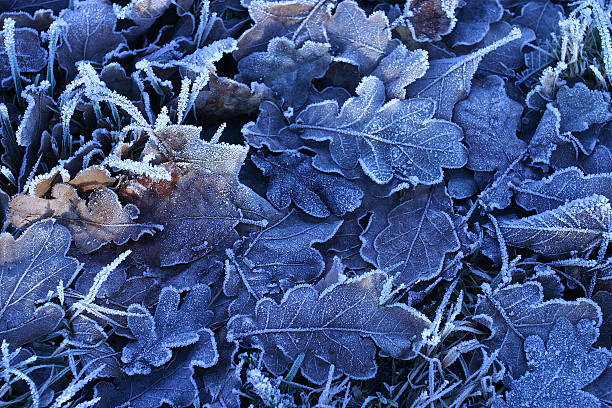 Dead leaves stock photo