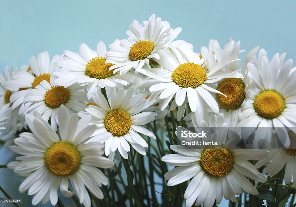 Schöne Blumen - Lizenzfrei Bildhintergrund Stock-Foto