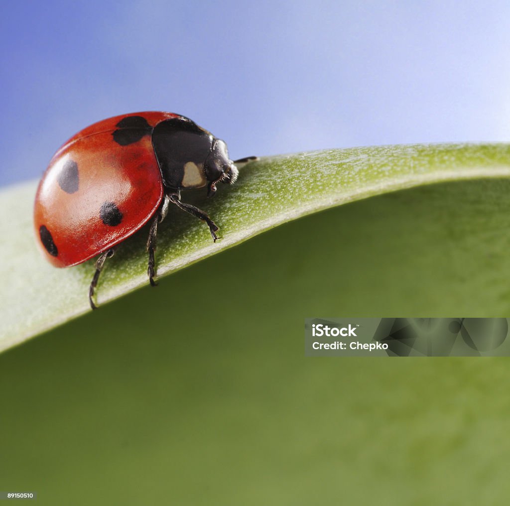 ladybird  Animal Stock Photo