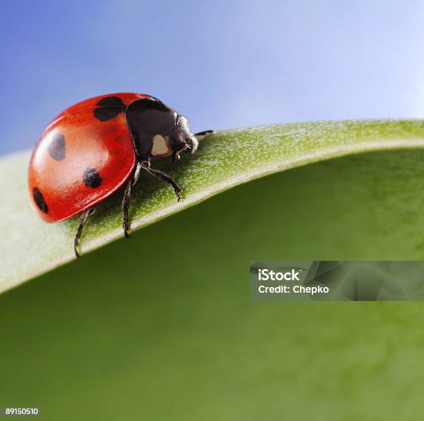 Ladybird Stock Photo - Download Image Now - Animal, Backgrounds, Beauty