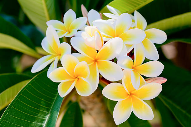 frangipani (plumeria) frangipani (plumeria) flower on natural background - shallow dof frangipani stock pictures, royalty-free photos & images