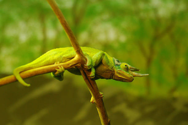 istock Green yellow chameleon on branch 89150831