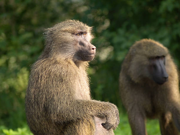 istock Portrait of monkey in profile  89151039