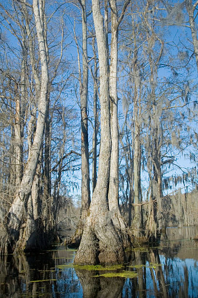 istock cypress and Tupelo swamp 89151051