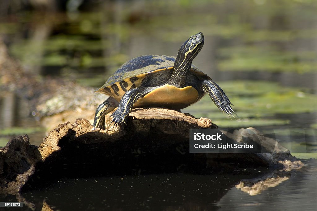 turtle auf log - Lizenzfrei Aquatisches Lebewesen Stock-Foto