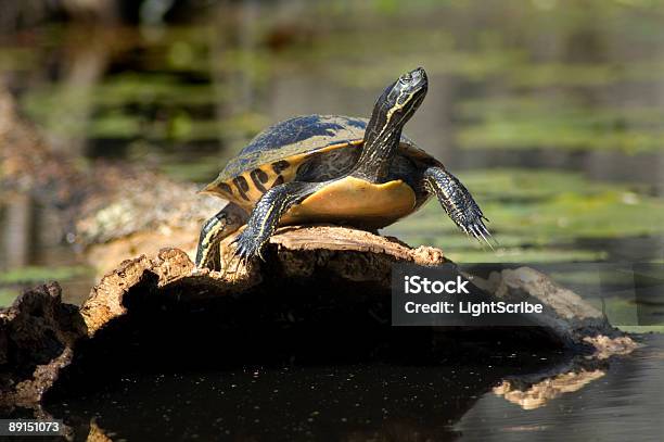 Turtle Auf Log Stockfoto und mehr Bilder von Aquatisches Lebewesen - Aquatisches Lebewesen, Bedrohte Tierart, Biologie