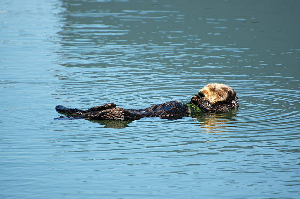 istock sea otter, Enhydra lutris 89151185