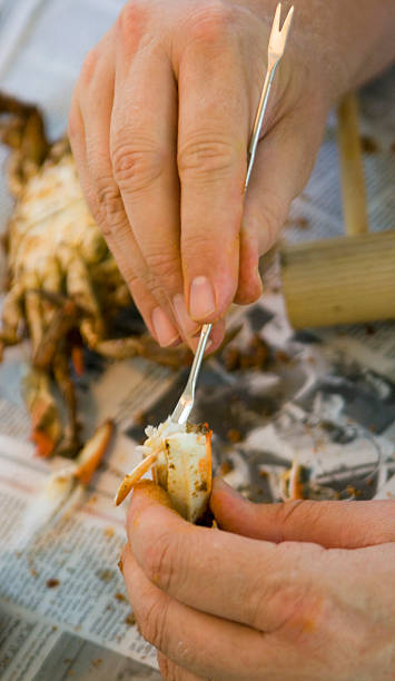 granchio del prelievo - maryland blue crab foto e immagini stock