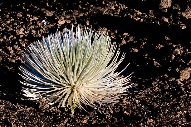 silversword 부시 - haleakala silversword 뉴스 사진 이미지