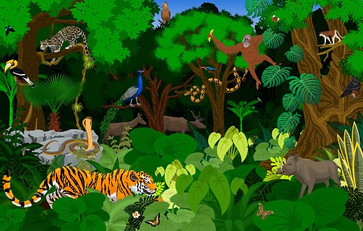 vector Thailand jungle rainforest illustration with animals