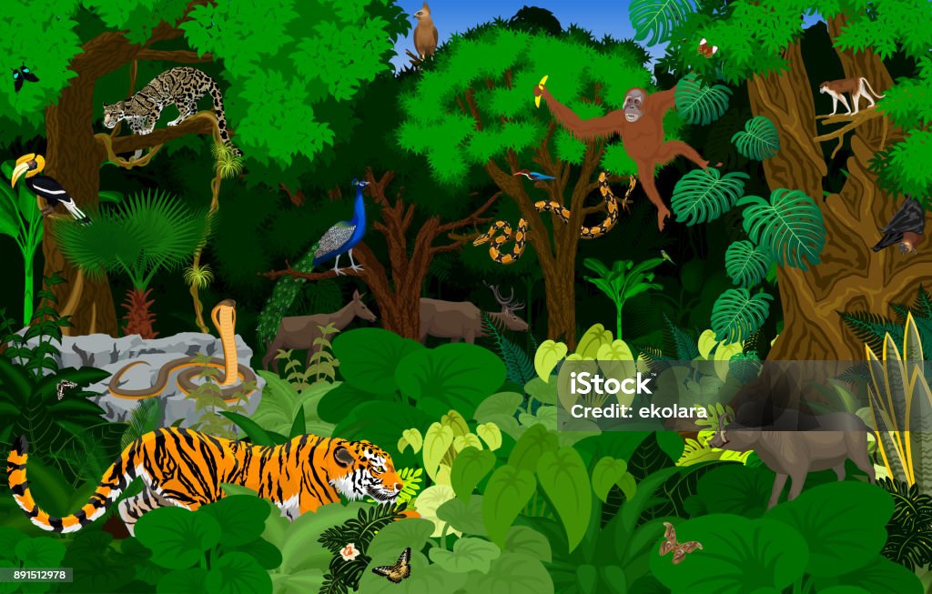 Vector Thailand Jungle Rainforest Illustration With Animals Stock  Illustration - Download Image Now - iStock