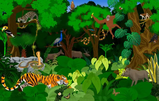 Vector illustration of vector Thailand jungle rainforest illustration with animals