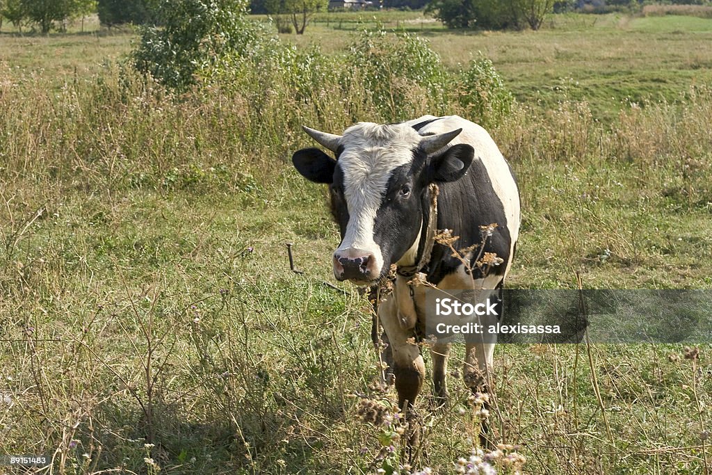 vache - Photo de Agriculture libre de droits