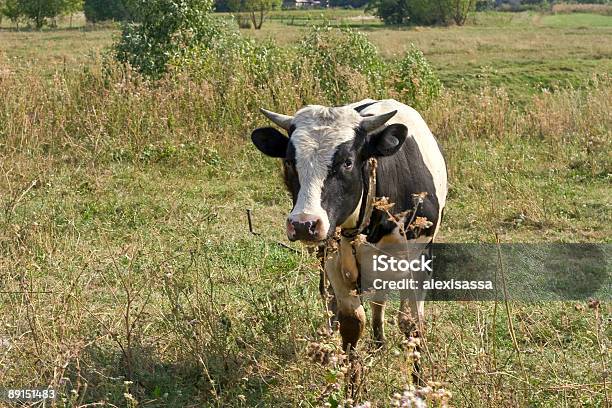 Photo libre de droit de Vache banque d'images et plus d'images libres de droit de Agriculture - Agriculture, Animaux domestiques, Bovin