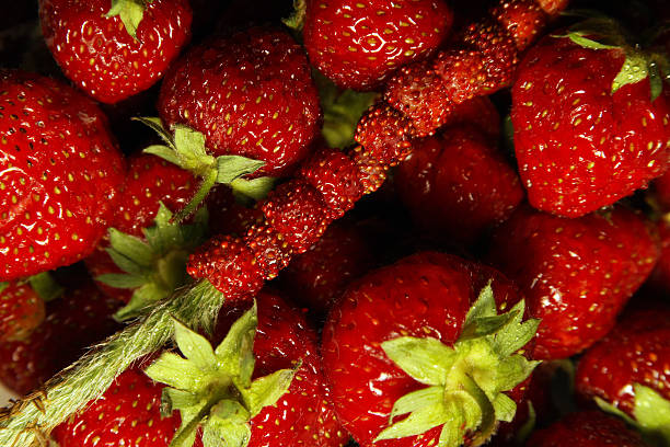 Les fraises sauvages - Photo