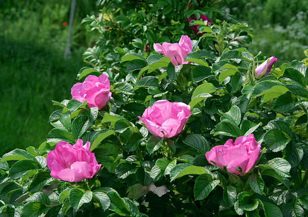Wild, pink Roses &quot;Rosa Rugosa&quot; stock photo