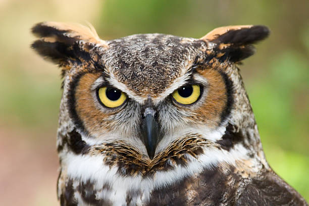 corujão-orelhudo - great white owl - fotografias e filmes do acervo