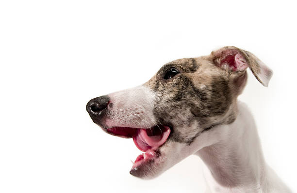 Puppy Expressions stock photo