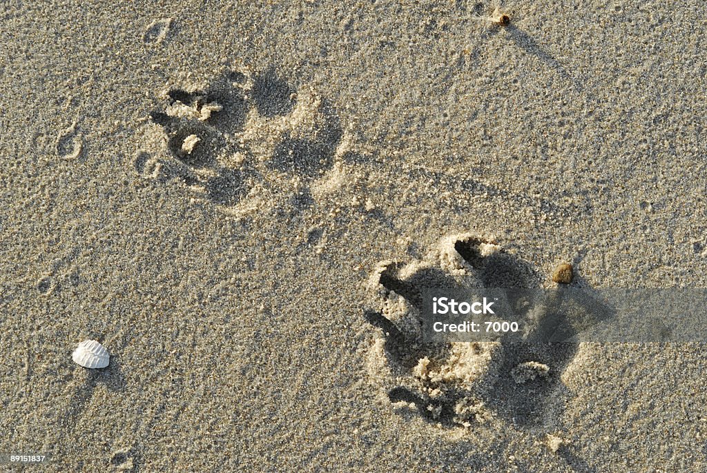 Perro huella en la arena de - Foto de stock de Aire libre libre de derechos