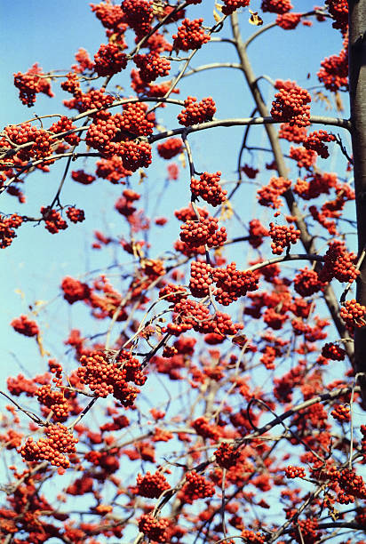 ash-beere - berry fruit fruit ash autumn stock-fotos und bilder
