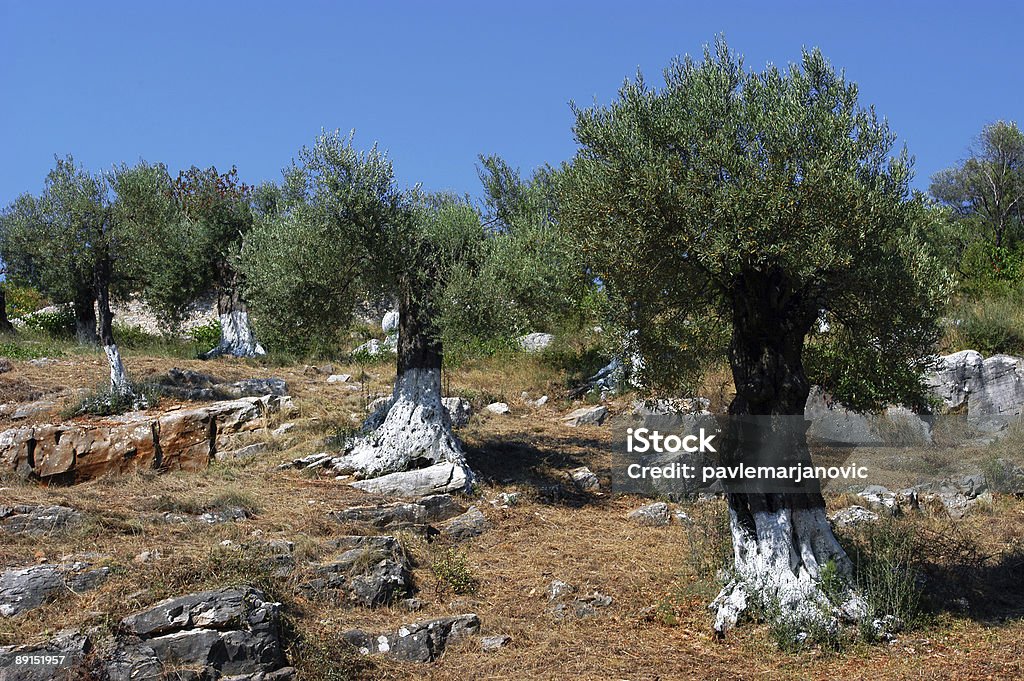 Land cultivado con los olivos - Foto de stock de Agricultura libre de derechos