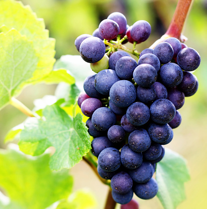 grapes in Vineyard 