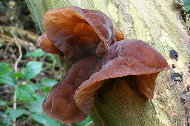 Jelly Ear Fungus.