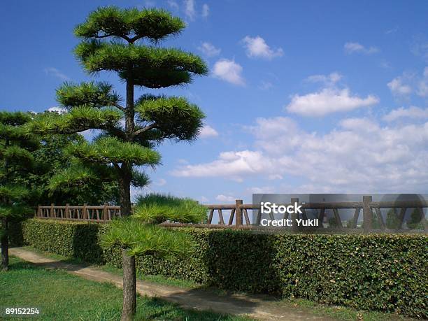 Bonsái De Pino Japonés Foto de stock y más banco de imágenes de Aire libre - Aire libre, Armonía - Concepto, Asia