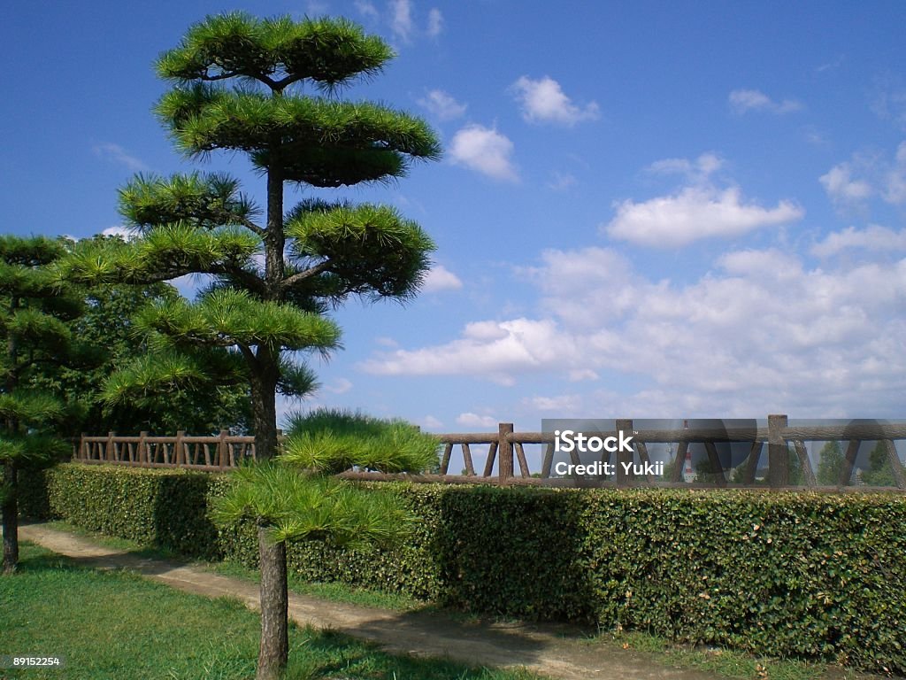 Pin japonais bonsai - Photo de Asie libre de droits