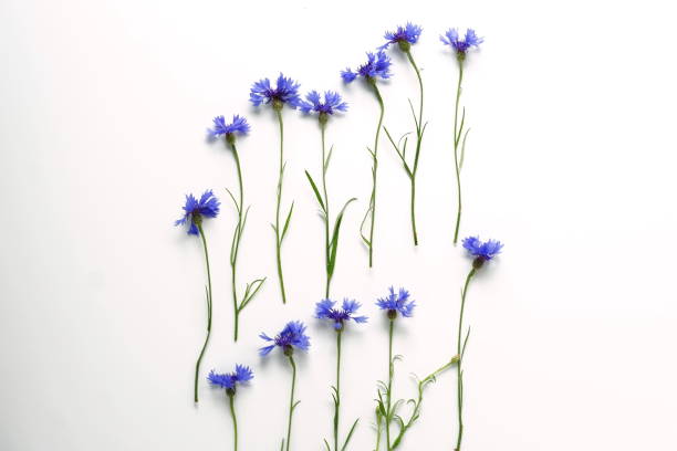 istock Bouquet bue flowers cornflowers on white background. 891522632