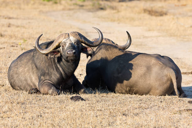 two tired cape buffalo lay down on brown grass rest - cape buffalo african buffalo brown wildlife imagens e fotografias de stock