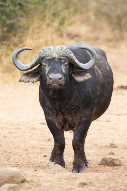Cape buffalo standing in the open and search for possible danger