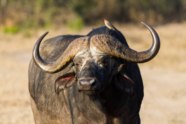 istock Cape buffalo standing in the open and search for possible danger 891523144