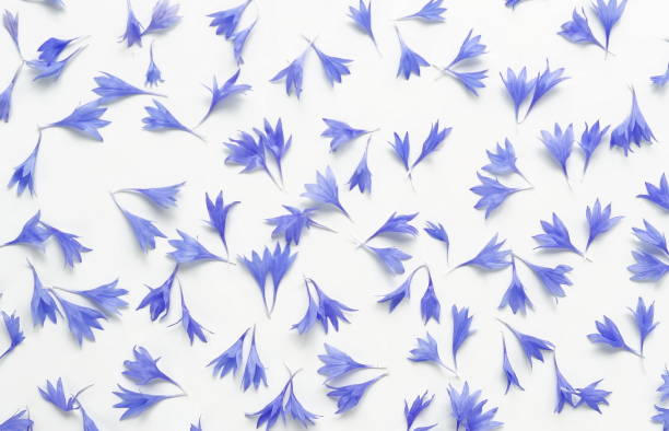 Bouquet blue flowers cornflowers on white background. top view. copy space