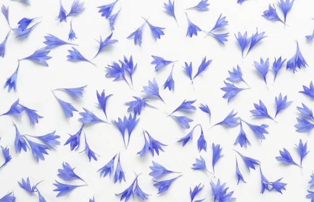 Bouquet bue flowers cornflowers on white background. Bouquet blue flowers cornflowers on white background. top view. copy space cornflower photos stock pictures, royalty-free photos & images