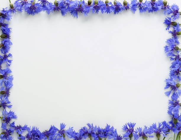 istock Bouquet bue flowers cornflowers on white background. 891523808