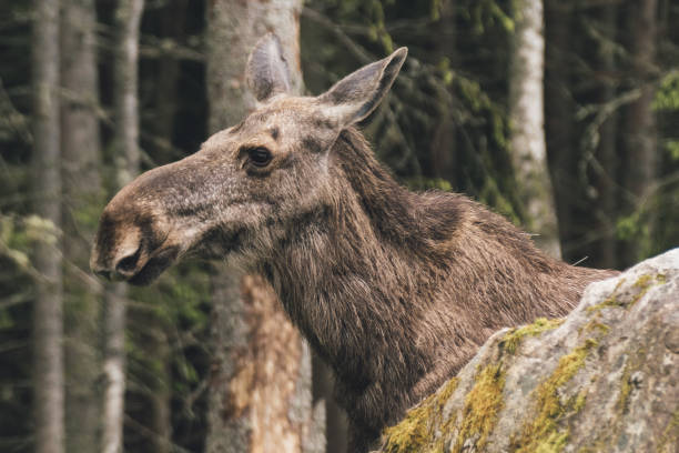 istock Closeup of a female moose 891523826