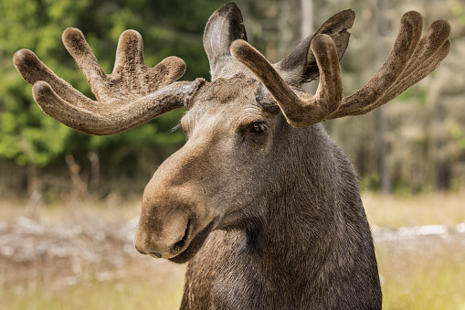 Closeup of a large male moose buck standing in tsunlight in the forest in Sweden