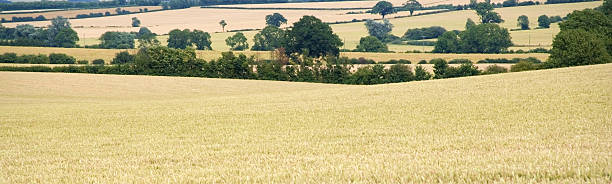 istock farmland with cereal crops 89152435