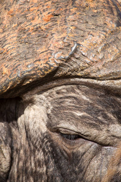 istock Cape Buffalo face close-up with a small eye and texture 891526578
