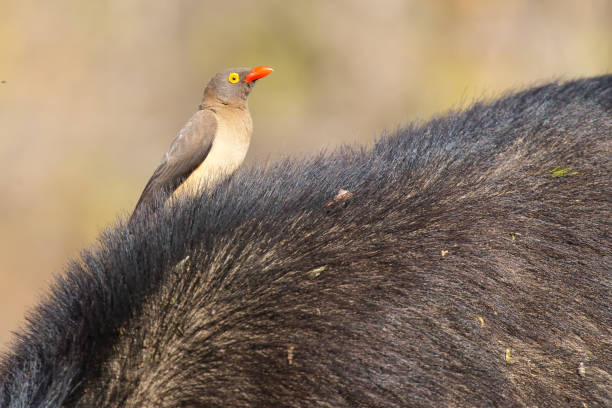 istock Cape buffalo with a red-billed ox-pecker looking for insects 891527114