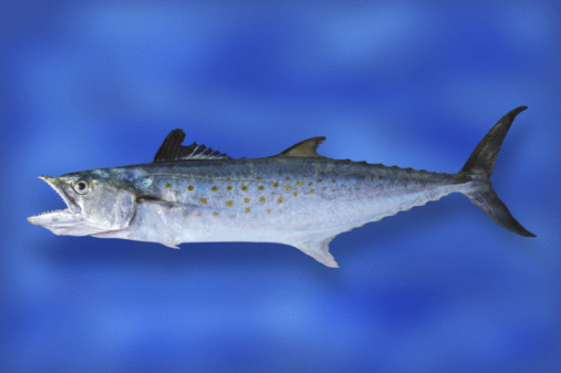 Raw Indian mackerel isolated on white background, Rastrelliger kanagurta