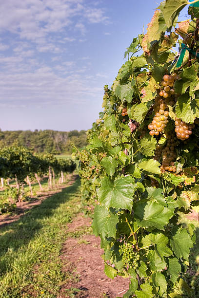 wine grapevines 2 stock photo