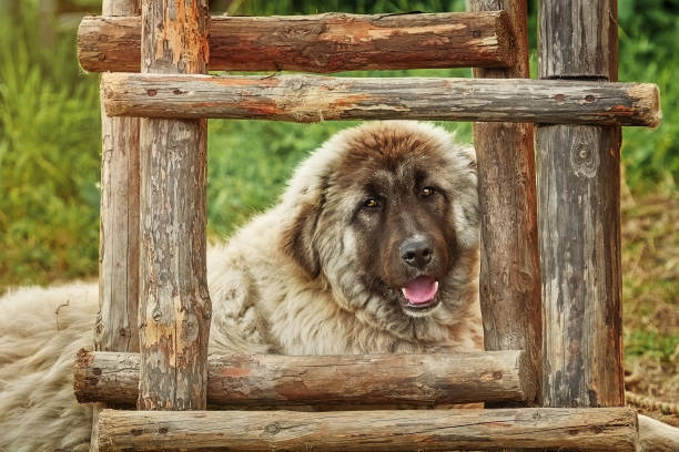 istock Dog near the Ladder 891530730
