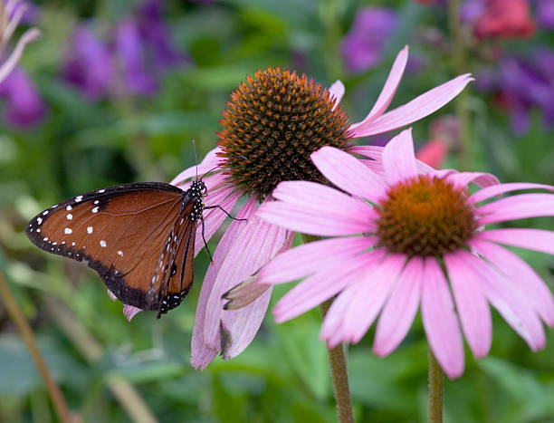 Viceroy (Limenitis archippus) Butterfly stock photo