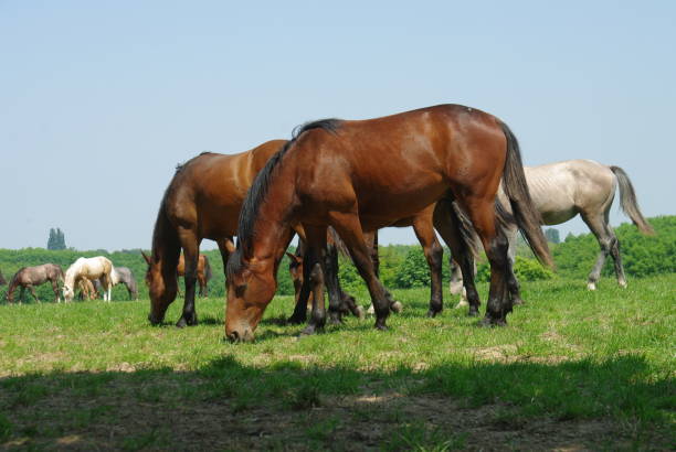 istock Horses in a summer meadow 891531186