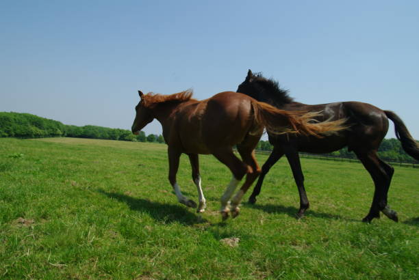 istock Horses in a summer meadow 891531230