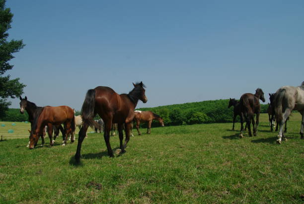 istock Horses in a summer meadow 891531382
